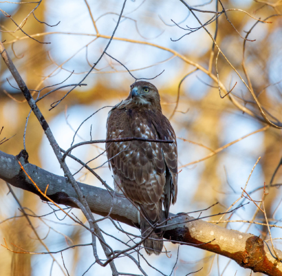 Large brown bird with hooked beak sitting on a branch