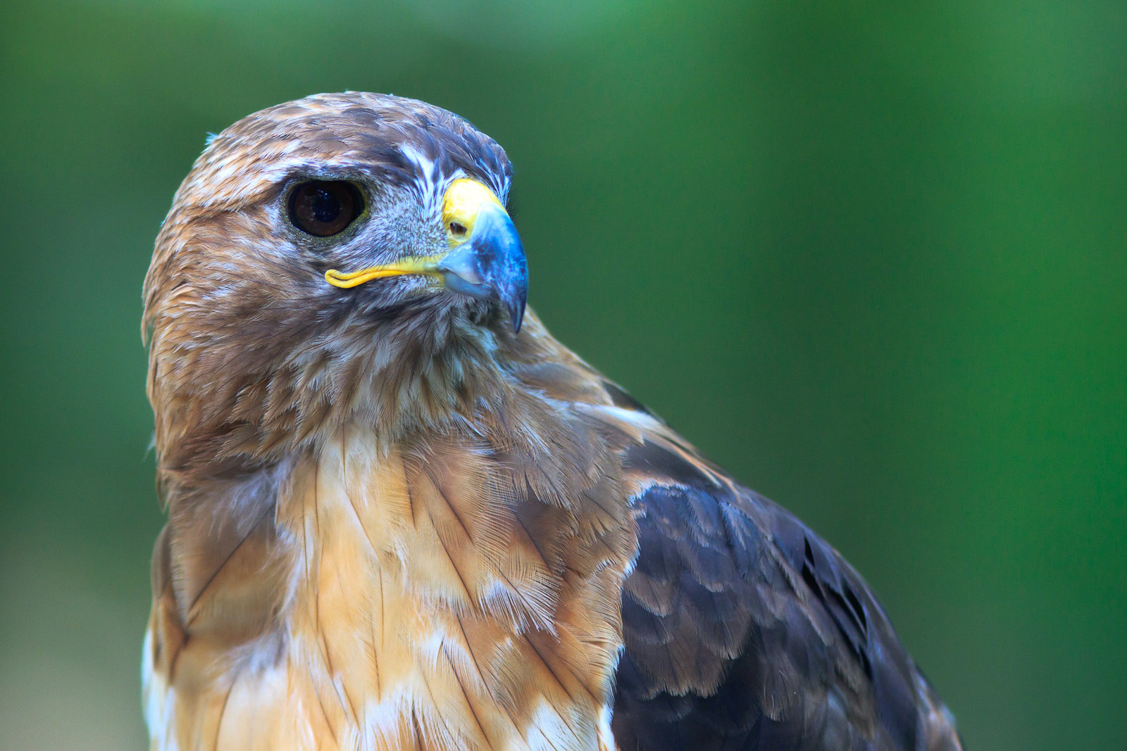 Close up of a hawk with red shoulders