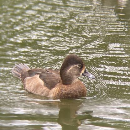 Brown and tan duck with a ring on its bill