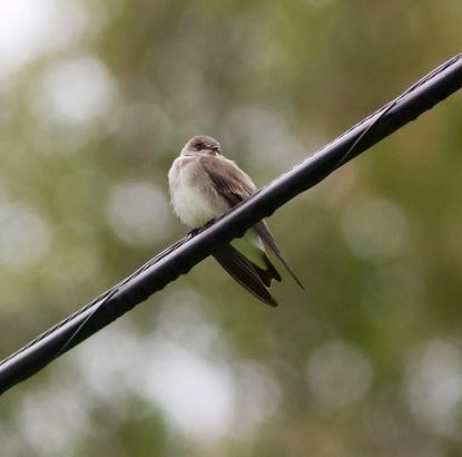 Small brown and white bird sitting on a power line