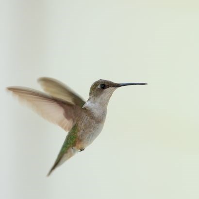 Tiny hummingbird with green back and white underbelly midflight