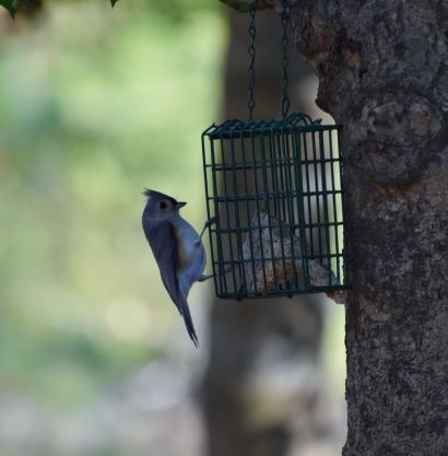 White and gray bird with orange underwings at a bird feeder