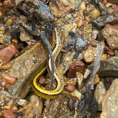 Yellow salamander with two stripes on some wet rocks