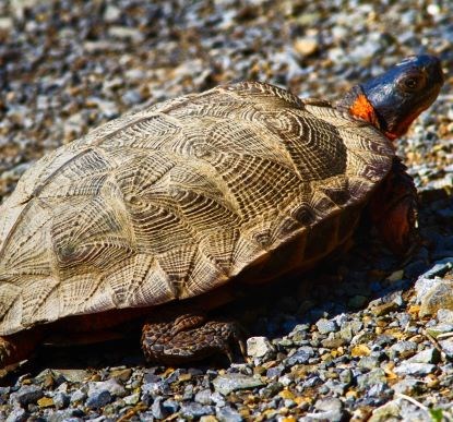 Light brown turtle with a wood-like shell