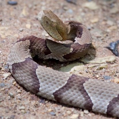 Tan snake with hourglass stripes