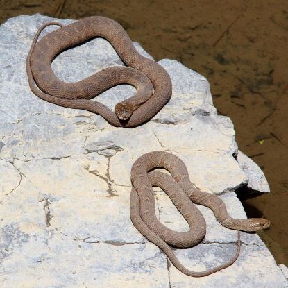 Two brown snakes sitting on rocks in the sun