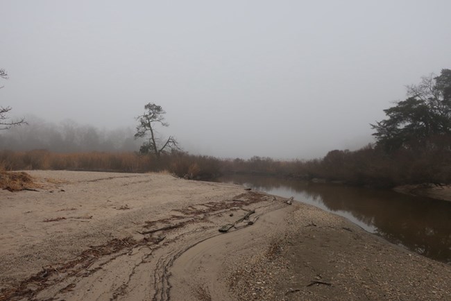 sandy beach with a line of trees in the background on a cloudy day