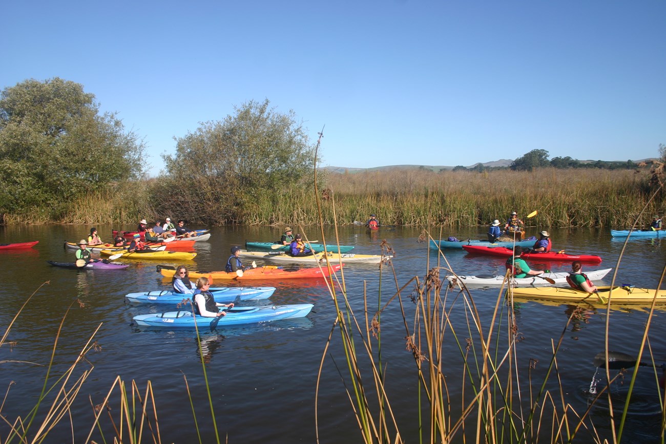 Nineteen people in colorful kayaks floating in a wide reed- and willow-lined creek.