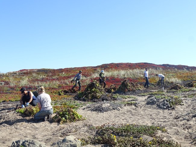 Six people pulling and piling up invasive plants in sand dunes.