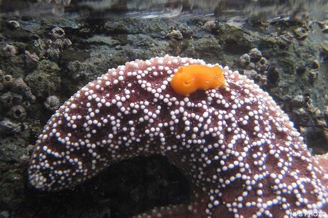 Closeup of a tiny orange nudibranch on the purple arm of an ochre star just below the surface of a tidepool.