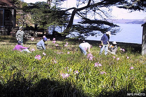 Six volunteers removing cape ivy.