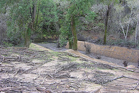 A newly dug channel branches off of a creek. Cut branches and other material covers the ground.