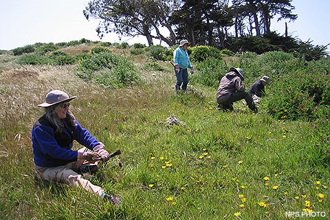 Four volunteers removing invasive capeweed from a grassy field.
