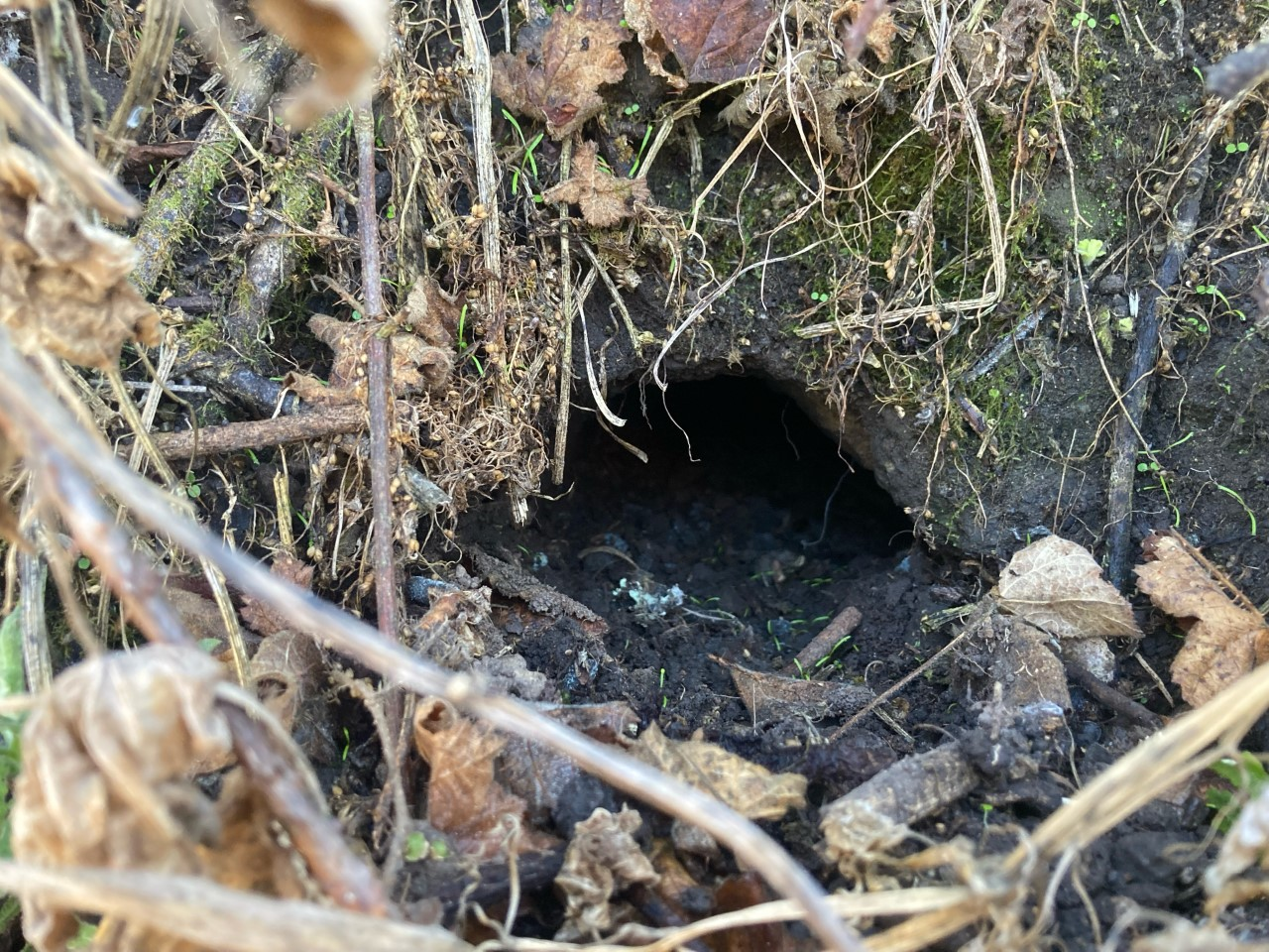 A Point Reyes mountain beaver burrow, which is discretely dug into the ground and nearly hidden by the brush and leaves around it.