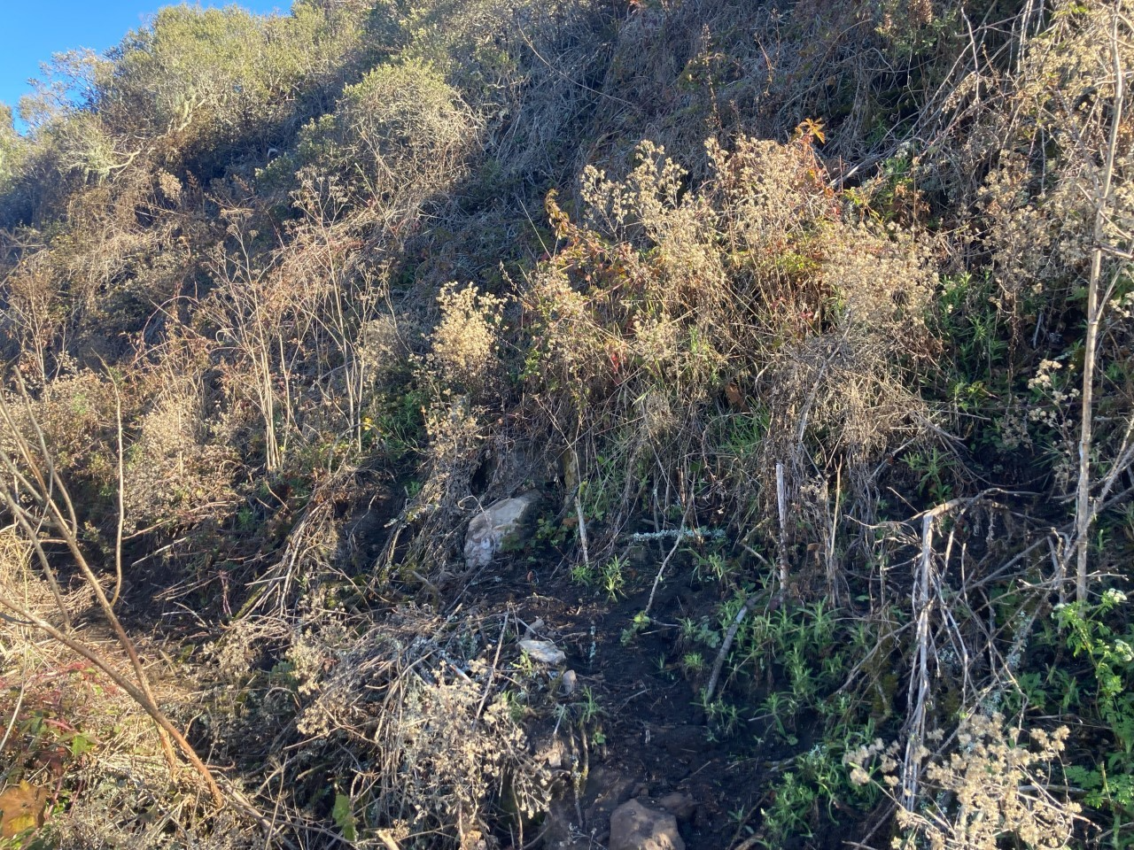 A hillside on a clear blue day covered in brushy vegetation.