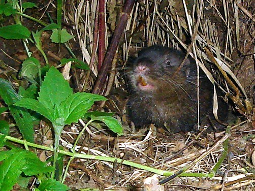 A mountain beaver, a small rodent about 10-12 inches long with dark brown fur and long nose whiskers, emerges from its burrow. The burrow is surrounded by brush and vegetation.