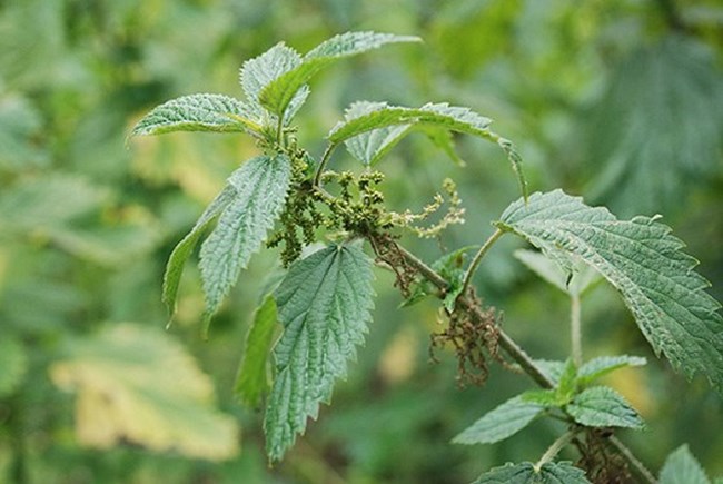 A green plant with lobed, toothed leaves and tiny green-yellow seed pods