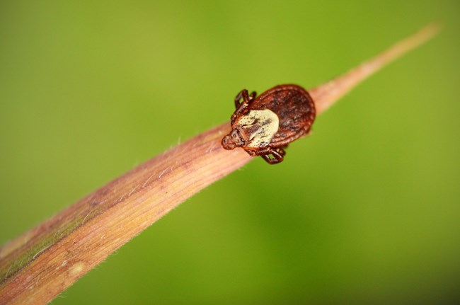 A close up photo of a tick on a blade of grass.