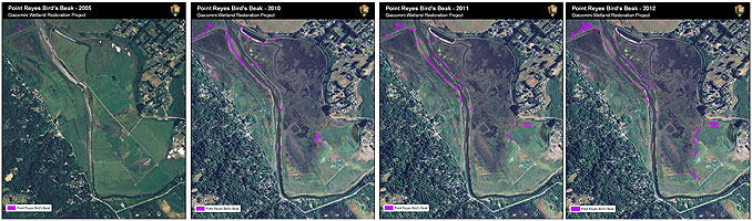 Figure R1. Point Reyes Bird's Beak distribution around the Giacomini Wetland Restoration Project Area in 2005, 2010, 2011, and 2012.