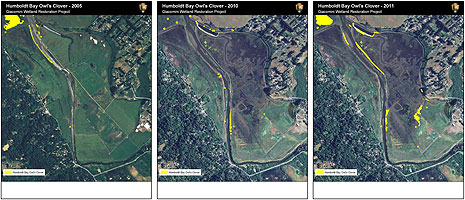 Figure R2. Humboldt Bay Owl's clover distribution around the Giacomini Wetland Restoration Project Area in 2005, 2010, and 2011.