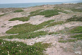 Iceplant encroaching upon native dune vegetation.