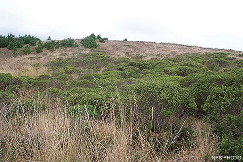 Dark-green-leafed shrubs rise above tan-colored grasses under foggy skies. Short, dark-green-needled trees cluster in the distance on the left.