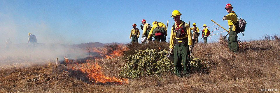 Nine firefighters wearing yellow shirts, green pants, and yellow hard hats use drip torches and other tools to set fire to grass while conducting a prescribed, controlled burn.