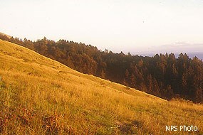 Tan-colored, grass covered hills rising to the left with dark green trees in the background.
