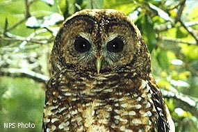 A photo of the head and upper torso of a brown owl with a white-spotted breast.