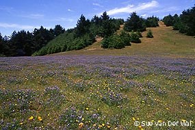 A meadow filled with purple flowers in the foreground with a tree-covered hill in the background.
