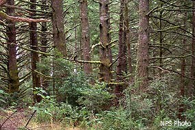 Dozens of tree trunks and understory vegetation in a dense coniferous forest.