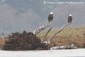 Bald eagles on downed tree along Lagunitas Creek. © Galen Leeds Photography