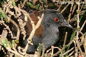 A small black bird with red eyes and brown shoulders huddled among marsh plants.