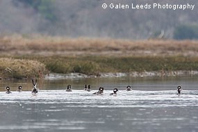A flock of buffleheads in restored wetlands in winter 2009-2010. © Galen Leeds Photography
