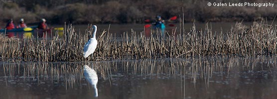 Great Egret and Kayakers © Galen Leeds Photography