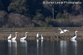 A great blue heron and great egrets in wetlands. © Galen Leeds Photography