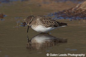 Least sandpiper in the Giacomini Wetlands. © Galen Leeds Photography.
