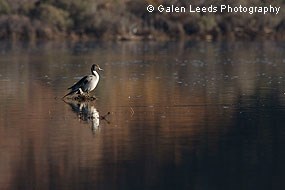 Northern Pintail perched on a log. © Galen Leeds Photography.