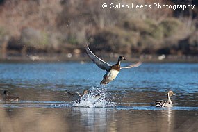 Northern Pintails on Giacomini Wetland waters. © Galen Leeds Photography