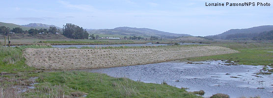 High tide refugia area created in 2006 under a separate project. Area is stabilized with erosion control blanket and revegetated with native marsh and upland ecotone species.