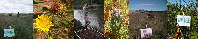 Banner with images of vegetation transects, wetlands flowers, and researchers in the Giacomini Wetlands.