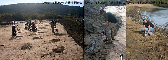 Members of the local community and general public plant along Lagunitas Creek in the former riprap area (left). Among those volunteering that Saturday were Mark Cederborg, the manager for Hanford ARC (center), and Sally Bolger, the project manager for PRNSA (right). They are installing willow sprigs.