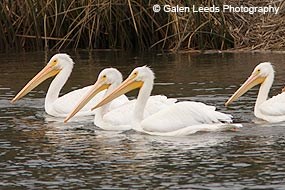 Four White Pelicans © Galen Leeds Photography