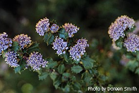 Ten small umbel-shaped clusters of tiny light purple flowers.
