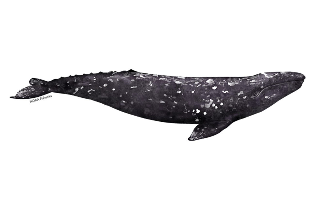 A graphic of a gray whales full body: dark gray with white speckles scattered across the body.