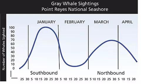 A graph shows the number of gray whales sited through the winter and spring, with a peak in January and late March