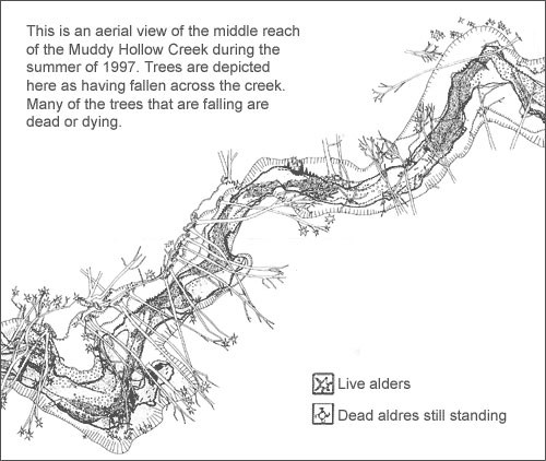 A black and white line drawing of an aerial view of the Muddy Hollow Creek during the summer of 1997. Trees are depicted as having fallen across the creek. Many of the trees that are falling are dead or dying.