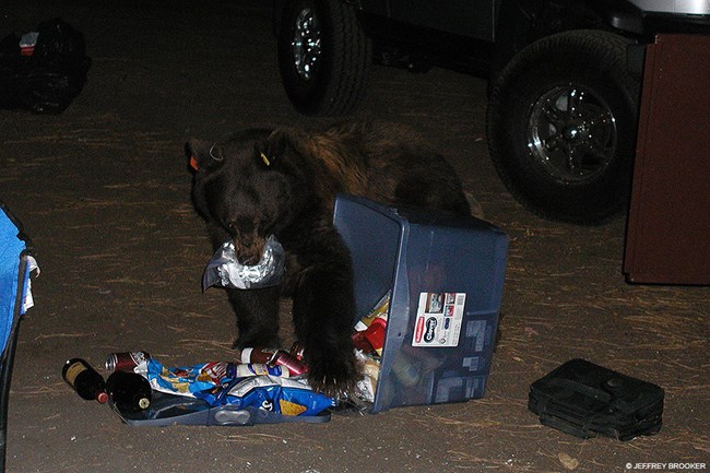 A black bear rummaging through an overturned plastic tote filled with food in a campground.