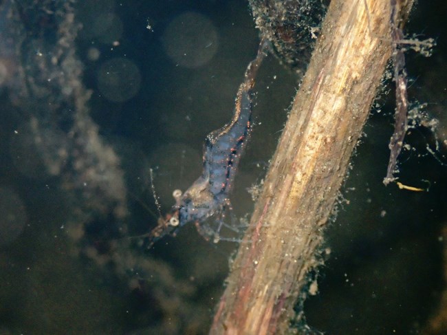 A small, nearly translucent shrimp walking on a small stick underwater.