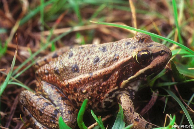 A medium-sized, black-spotted, red-skinned frog.